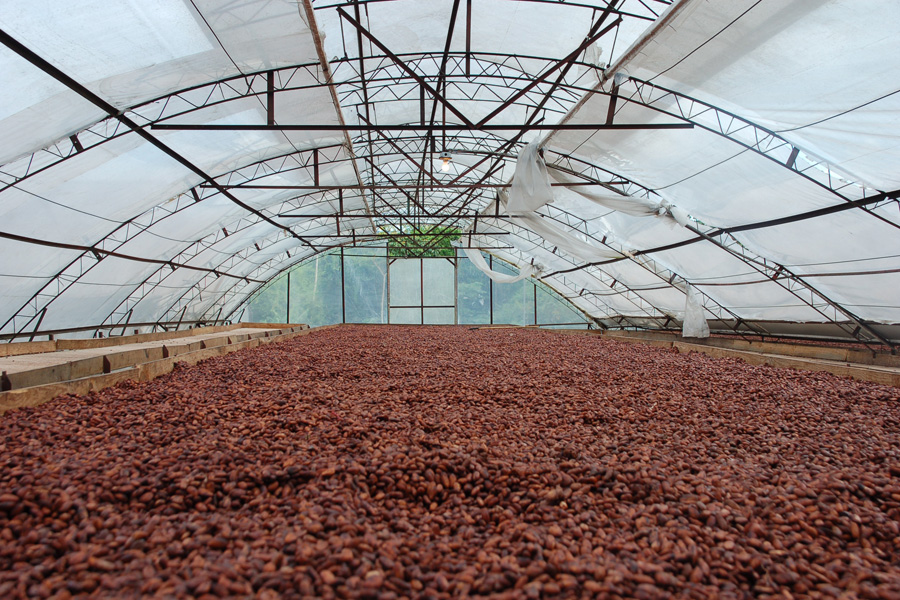 drying of the cocoa beans