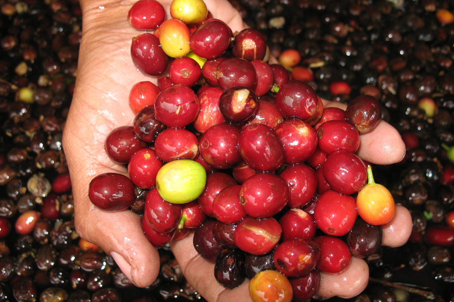 The red pulp of freshy harvested coffee cherries is removed prior to drying in the sun.