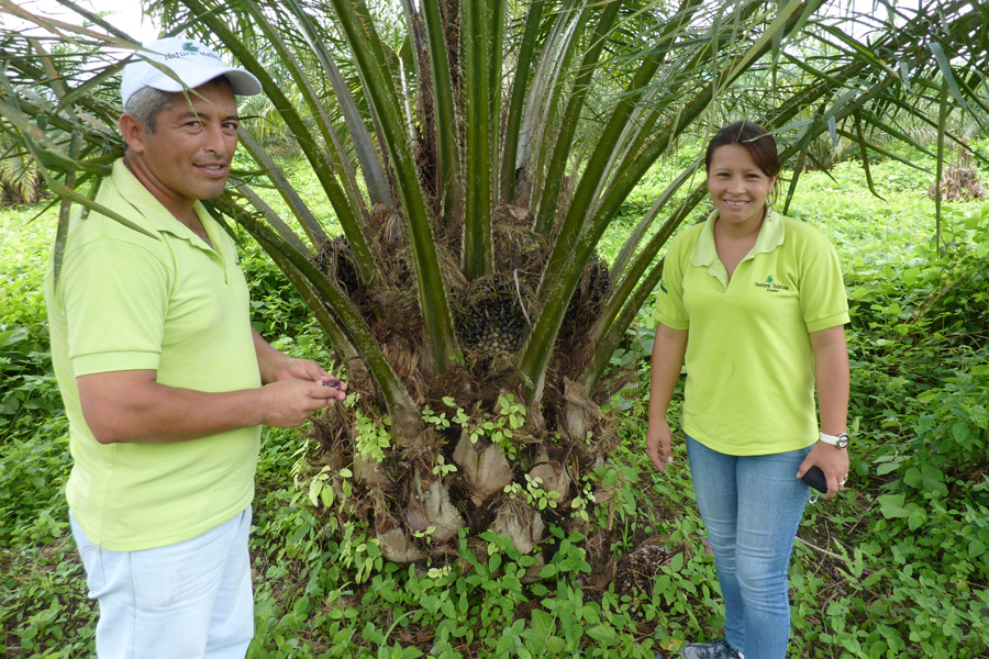 Employees from Natural Habitats in front of an oil palm