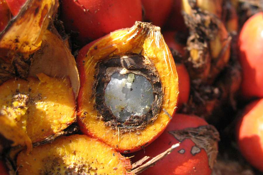 Palm oil is recovered from the orange colored pulp