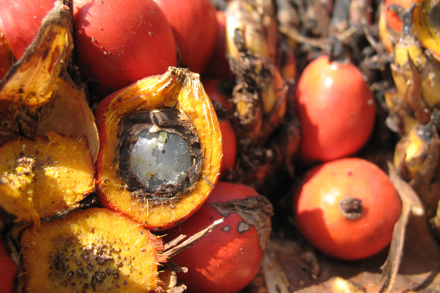 opened palm fruit with the white palm kernel