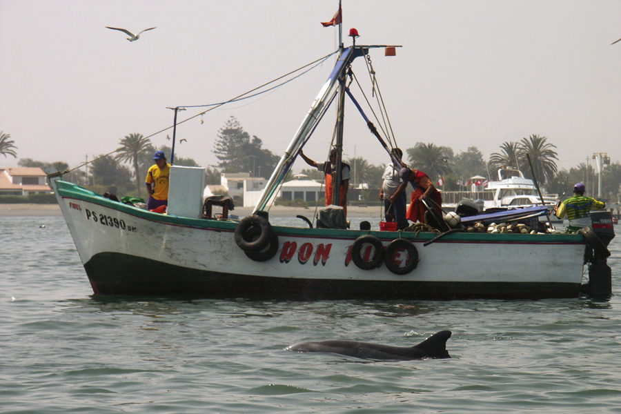 Dolphins off the Coast of Paracas, Peru 