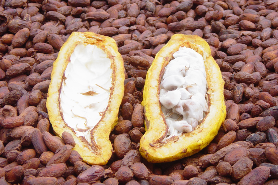 The pulp of the opened cocoa pod