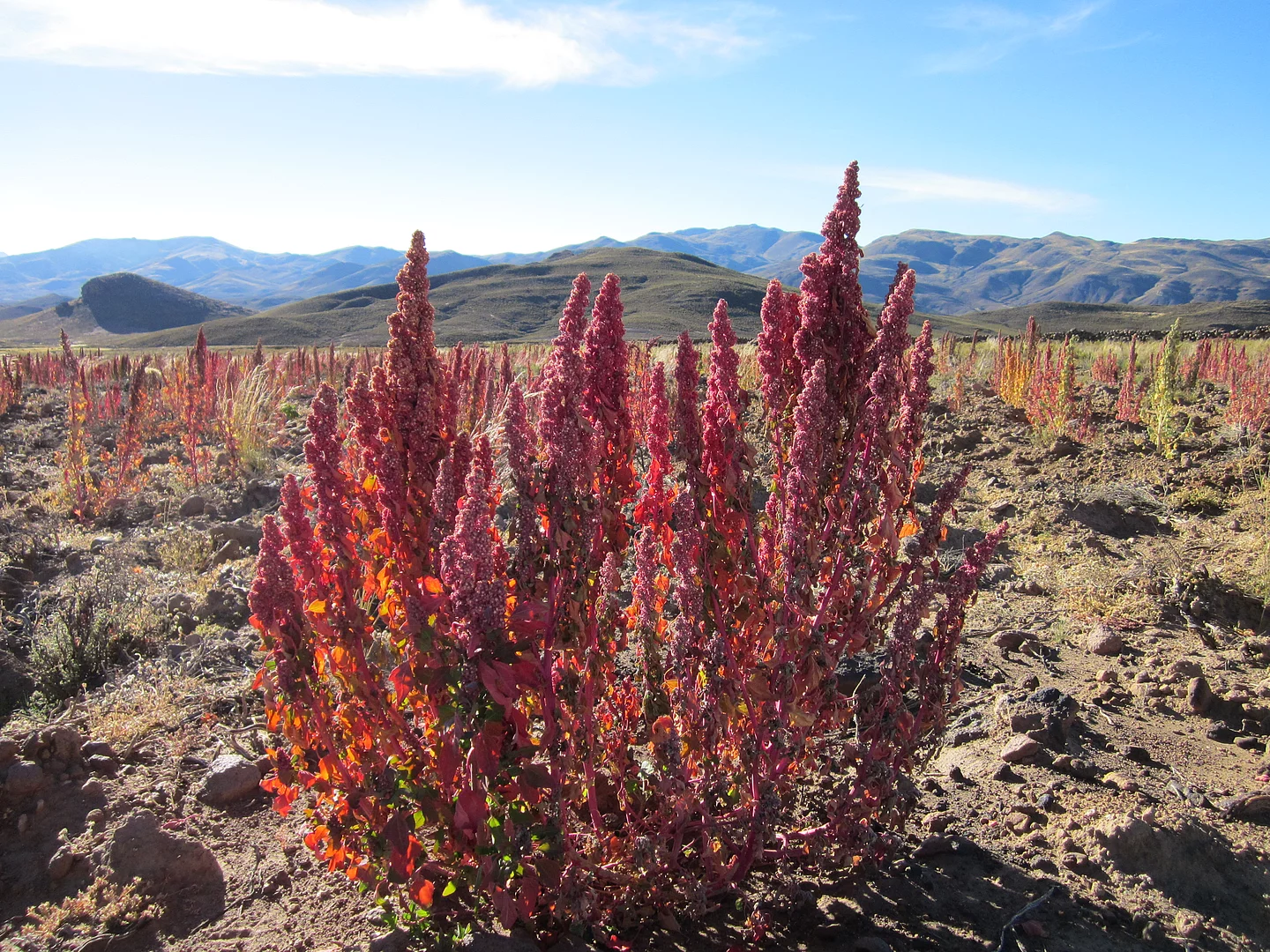 Rot blühende Quinoa-Pflanze der Sorte Quinoa Real. Rot blühende Quinoa-Pflanze in den Hochlagen der Anden.