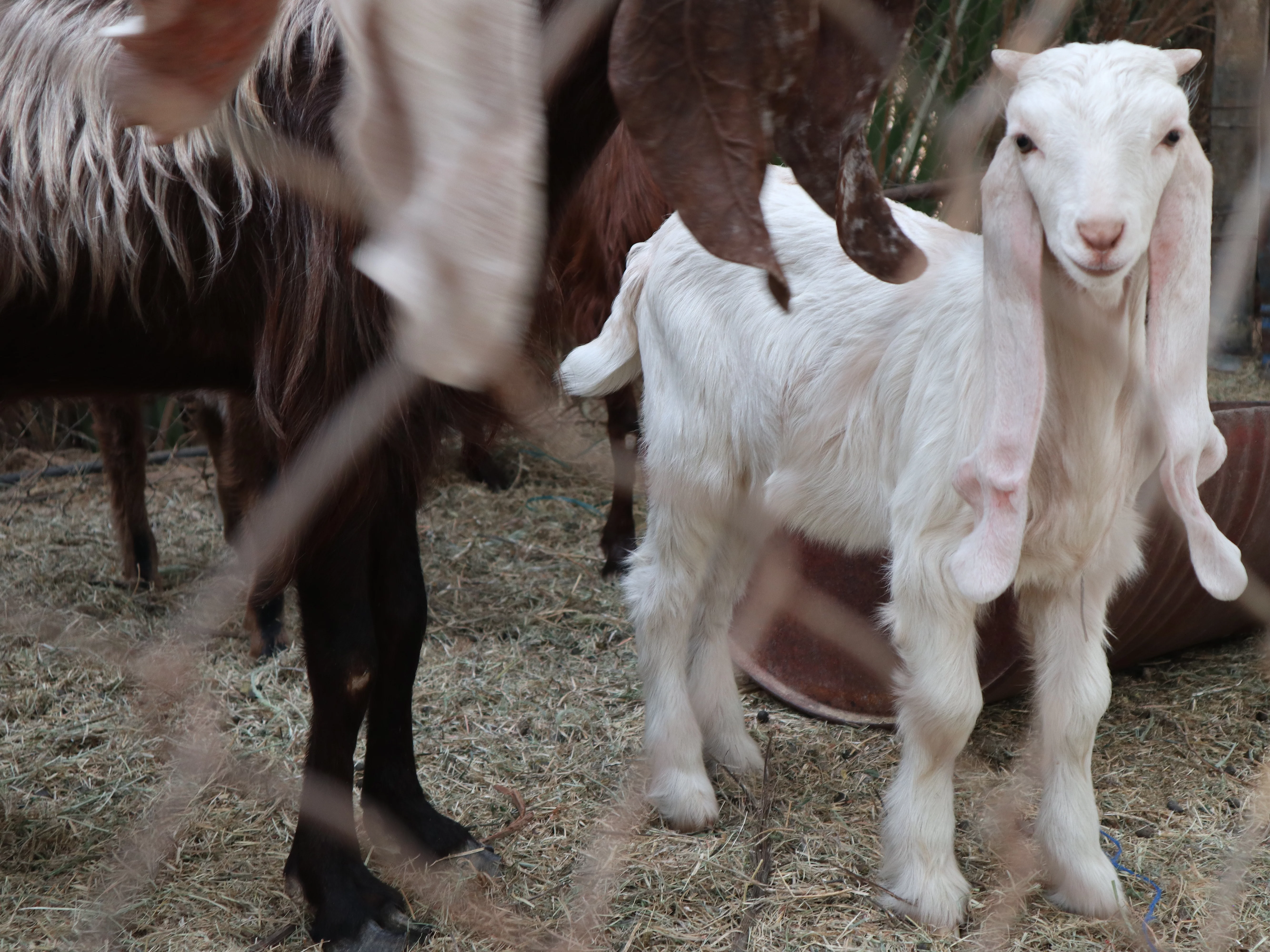 Baby-Ziege, die den organischen Dünger produziert, auf dem Gelände von CCF. 