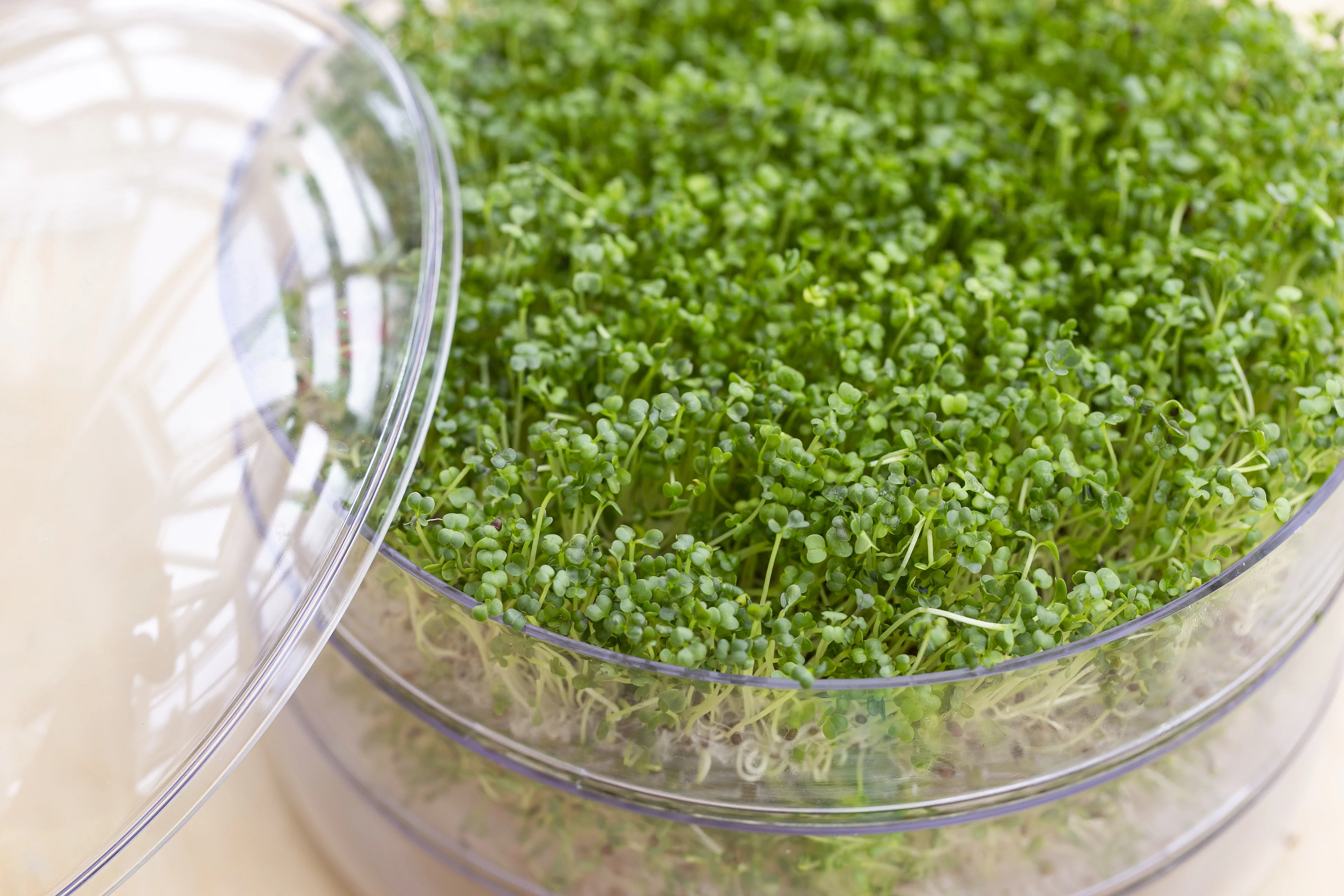 Sprossen in Sprossengarten von bioSnacky.