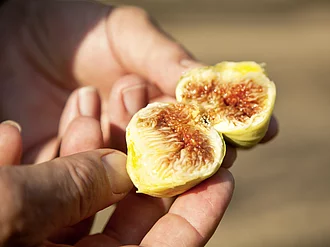 Hände halten eine aufgeschnittene, halbierte Feige aus dem Rapunzel Türkei Projekt.