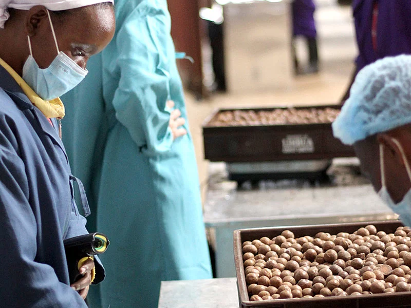 Die geknackten Macadamia-Nüsse werden bei der Qualitätskontrolle durch Limbua sorgfältig geprüft. 
