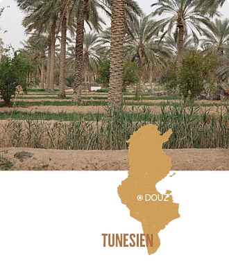 Datteln aus Douz Tunesien.