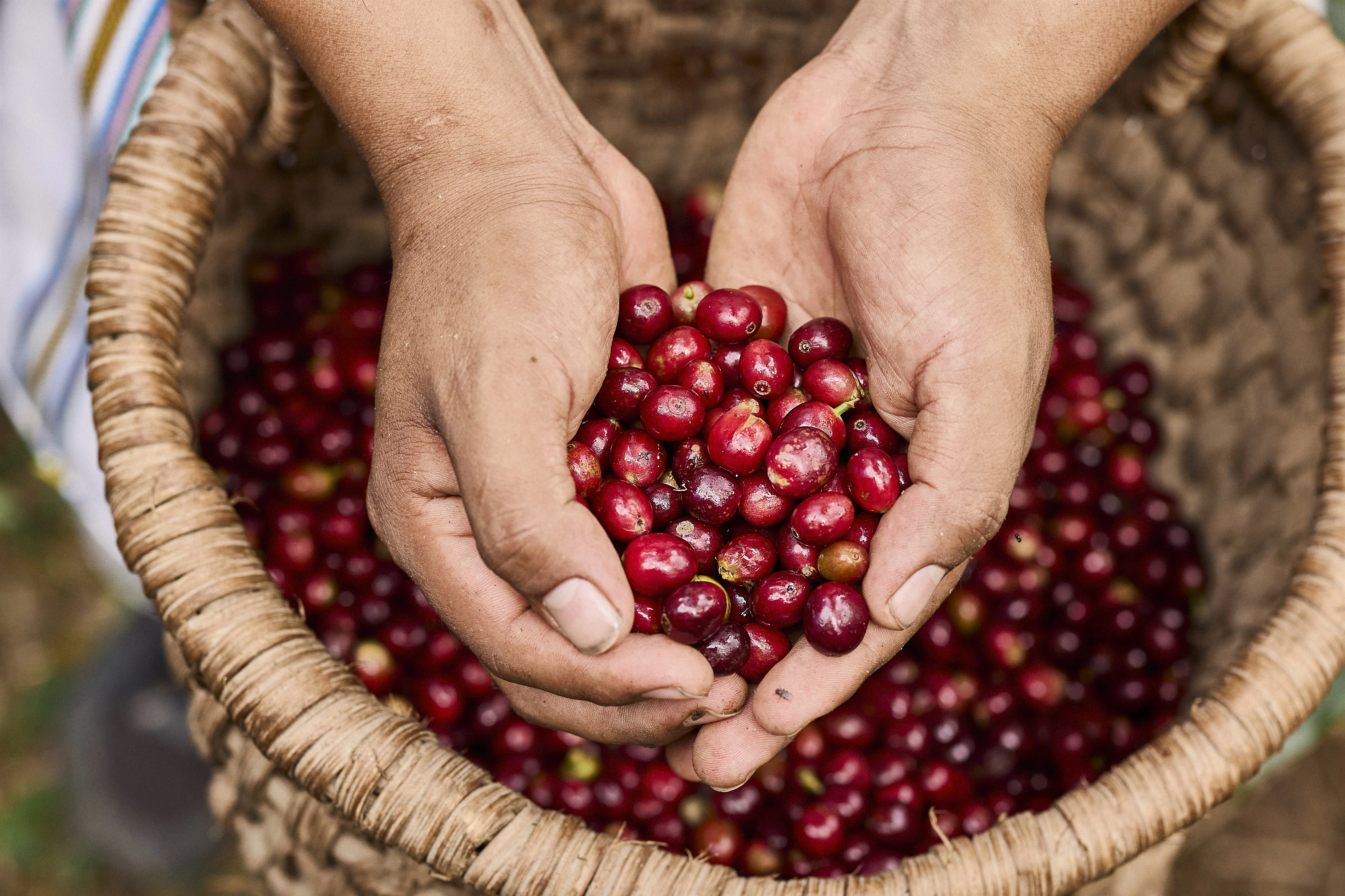 Zwei Hände halten frisch geerntete rote Kaffeekirschen – Symbol für nachhaltigen Kaffeeanbau