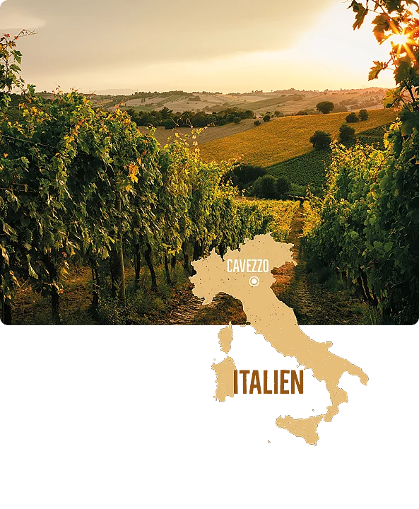 Bio-Weintrauben aus der Provinz Modena sind die Grundlage von Acetums Essigspezialitäten. Leicht hügelige Landschaft der Provinz Modena mit Blick auf Weinreben, an welchen die Bio-Weintrauben wachsen. Im Hintergrund schöne Lichtstimmung.
