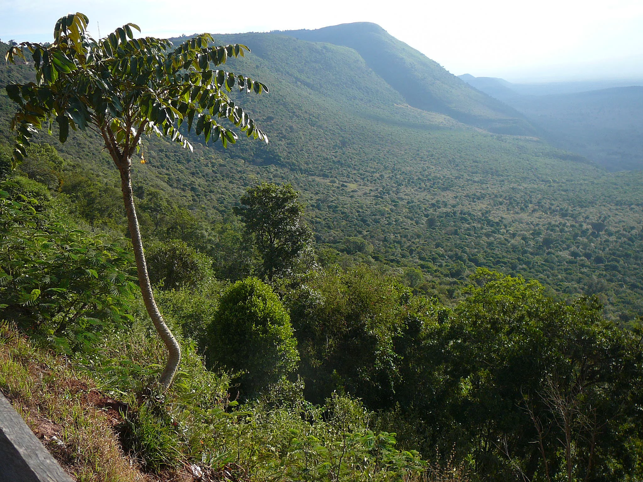 Eine Landschaftsaufnahme von der Höhenlage der kenianischen Felder. 