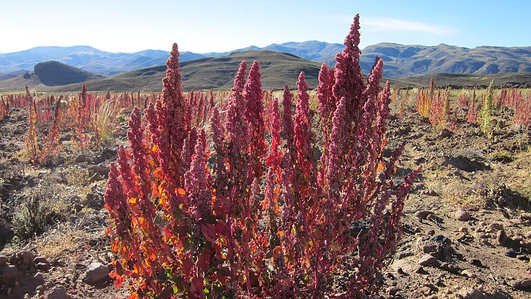 Rot blühende Quinoa-Pflanze in den Hochlagen der Anden.