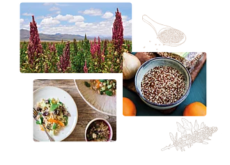 Fotocollage mit verschiedenen Quinoa-Fotos