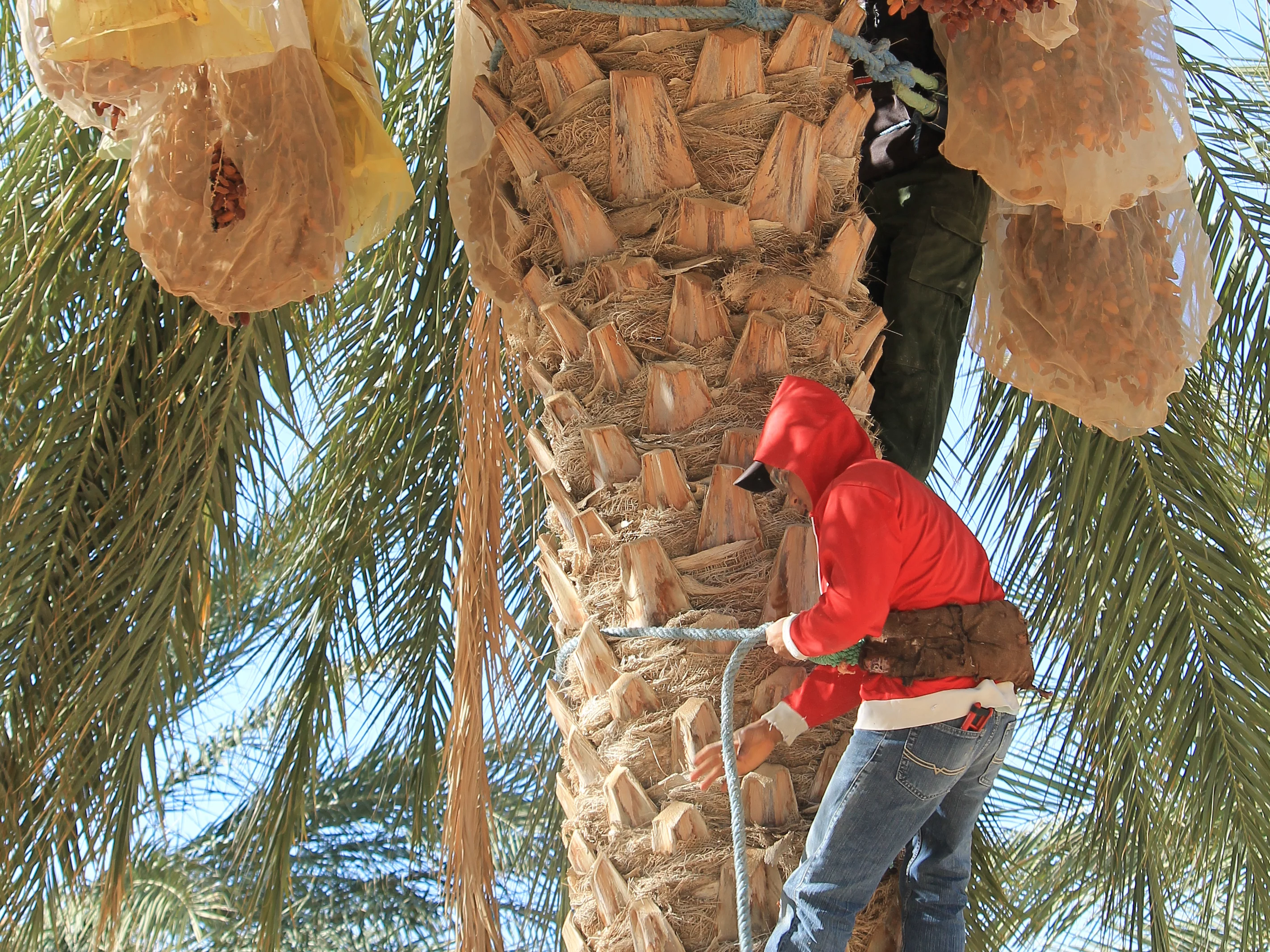 Ein Dattelbauer, der eine Palme hochgeklettert ist, um dort die Früchte mit einer Sichel zu schneiden. 