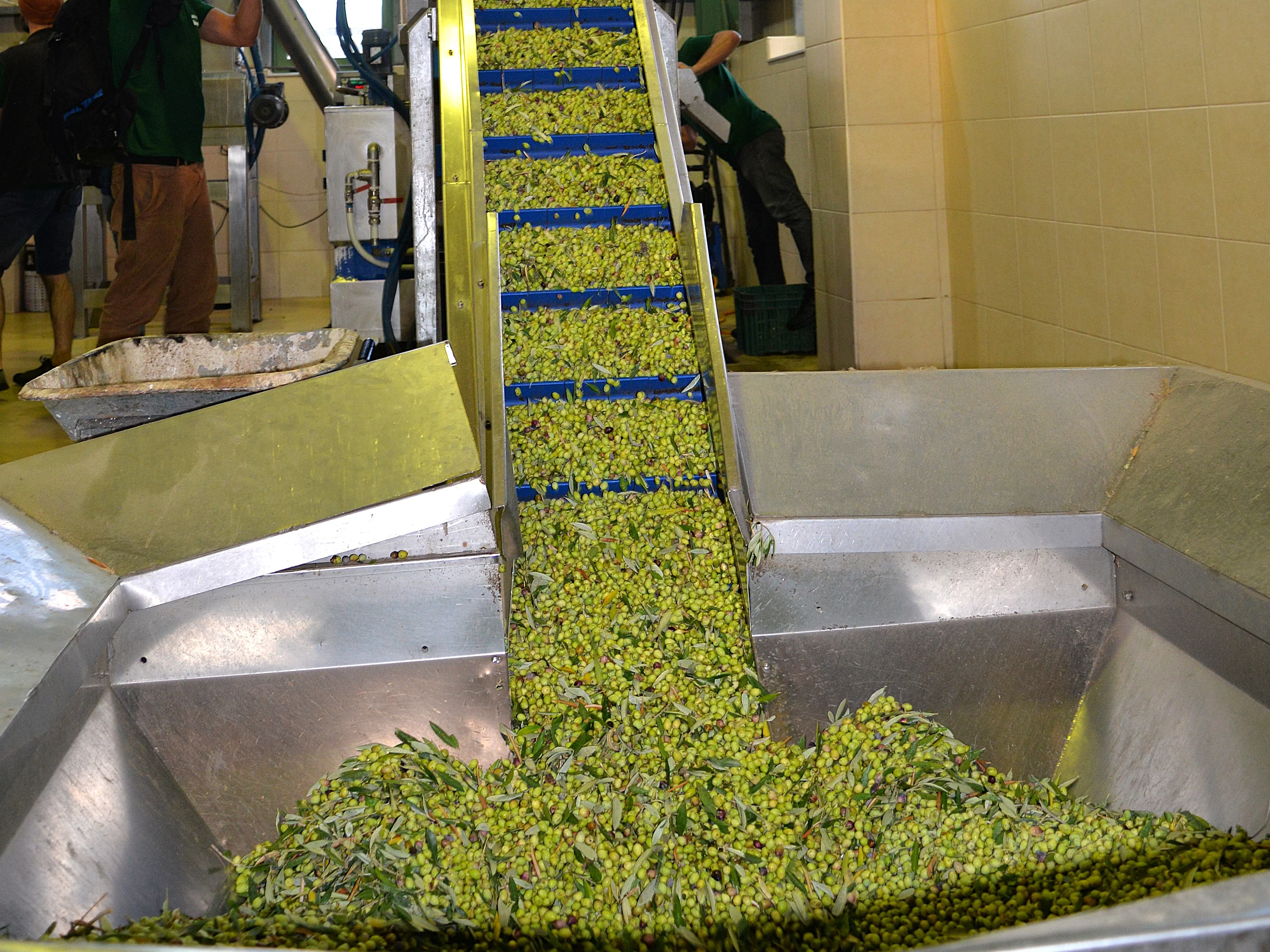 In der Ölmühle – sorgfältige Verarbeitung der Oliven für unser Kreta Olivenöl. Frisch geerntete Oliven aus Kreta werden in der Ölmühle gewaschen und für die Herstellung von Rapunzel Olivenöl vorbereitet