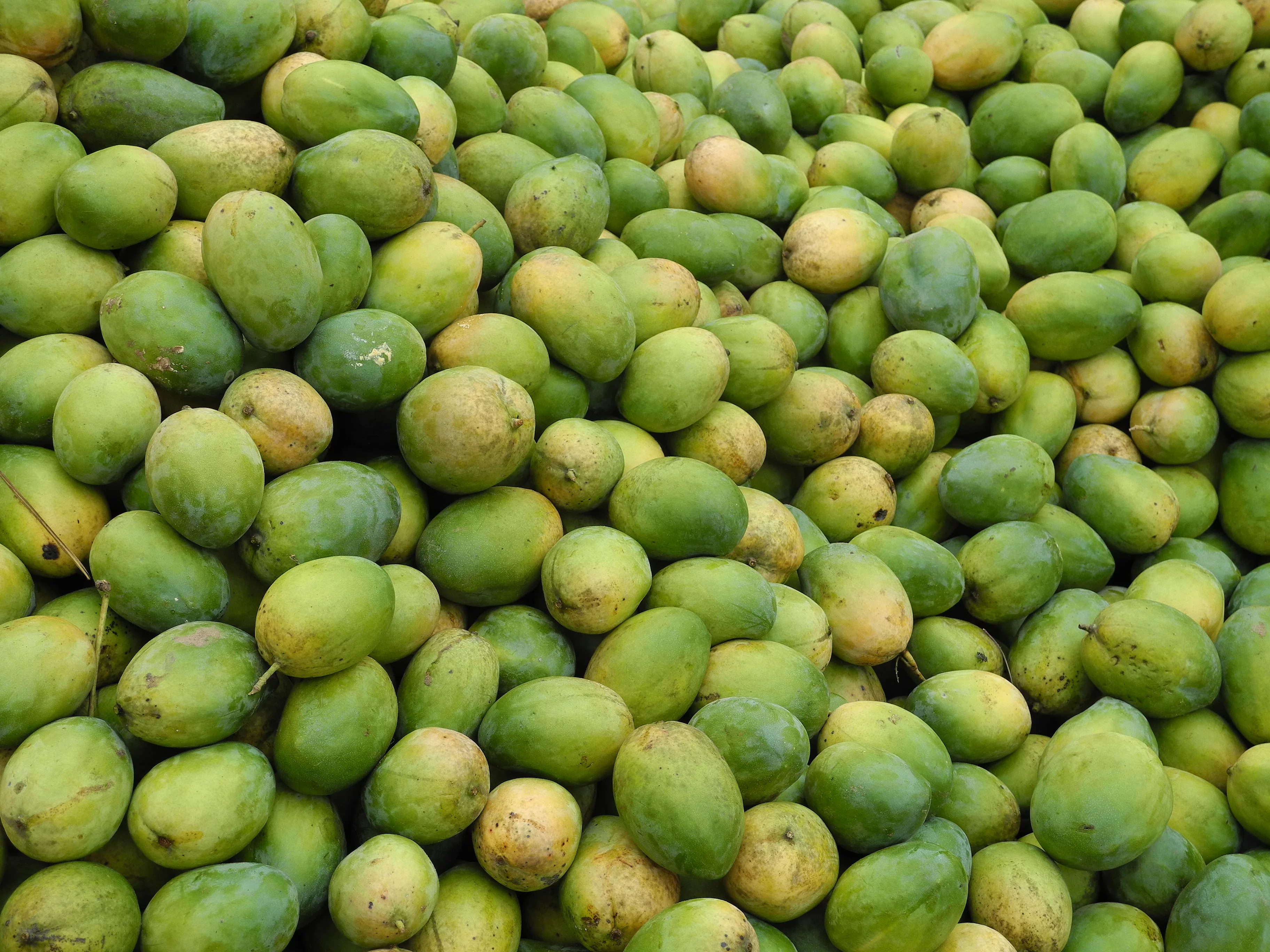 Viele geerntete Mangos aufeinander, bereit zur Weiterverarbeitung 