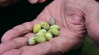 Hand hält eine Handvoll frischer Oliven – Grundlage für Rapunzel Bio-Olivenöl aus traditionellem Anbau.