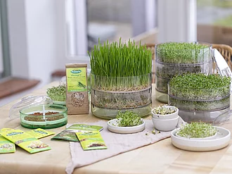 Drei Keimgeräte mit frischen Sprossen.