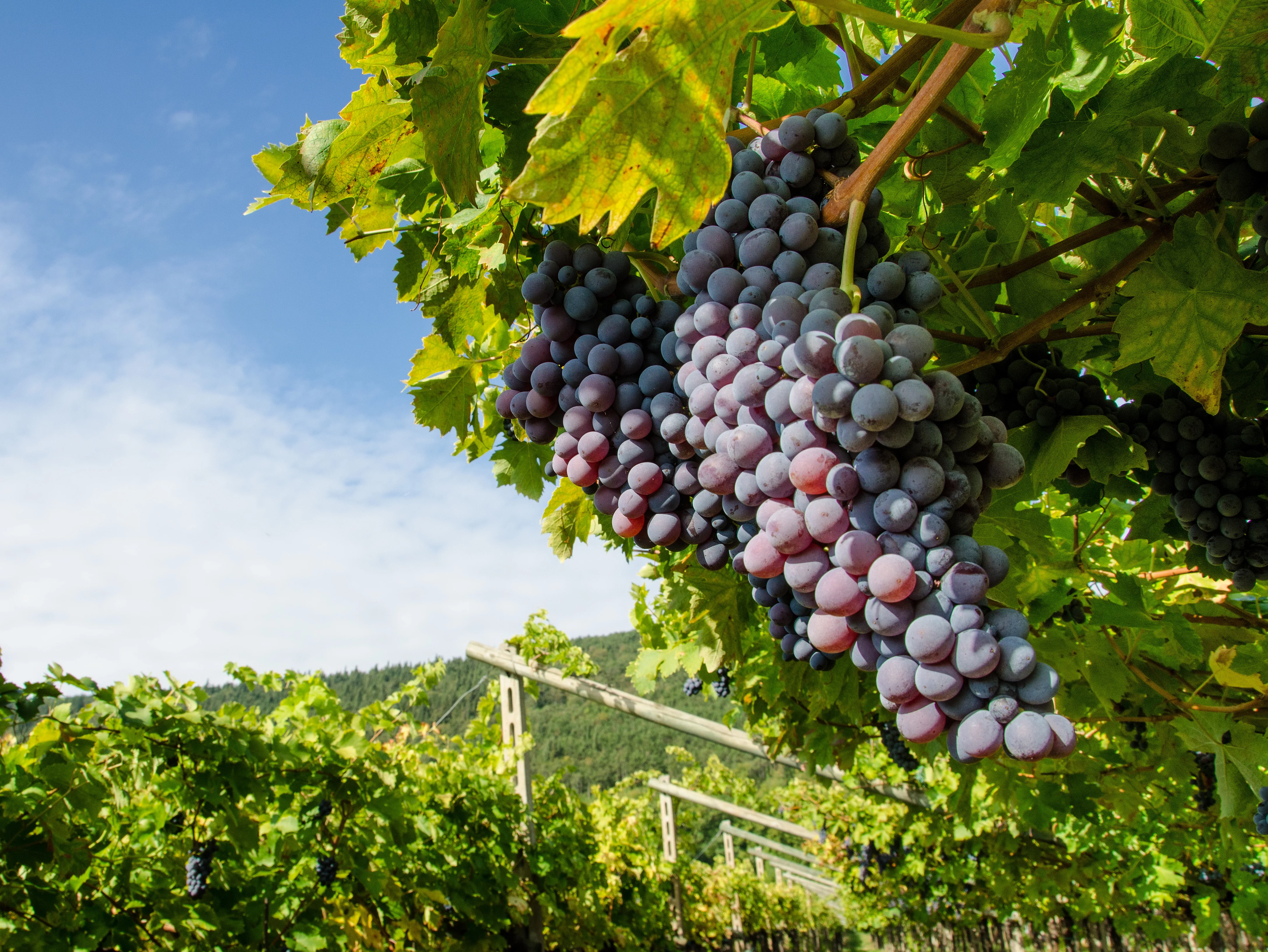Weinrebe mit blauen Trauben im Vordergrund, im Hintergrund weitere Weinreben, blauer Himmel.