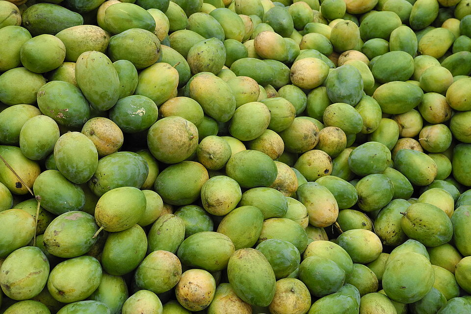 Viele geerntete Mangos aufeinander, bereit zur Weiterverarbeitung