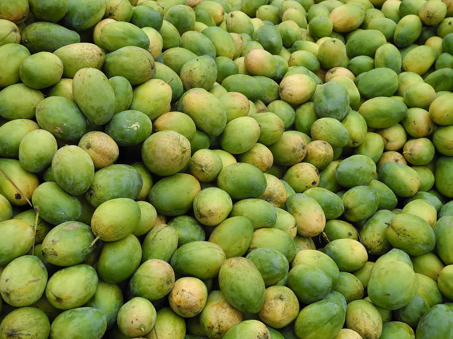 Gepflückte Mangos auf einem Haufen Viele geerntete Mangos aufeinander, bereit zur Weiterverarbeitung