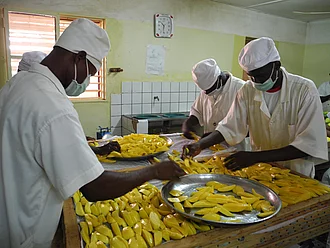 Mangoverarbeitung Mehrere Personen in Arbeitskleidung legen geschälte und geschnittene Mangos aus.