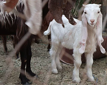 Baby-Ziege, die den organischen Dünger produziert, auf dem Gelände von CCF.