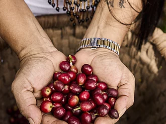 Kolumbianische Bäuerin hält frisch geerntete Kaffeekirschen Eine Bäuerin aus Kolumbien hält rote Kaffeekirschen in ihren Händen. Diese Kaffeekirschen wurden frisch geerntet