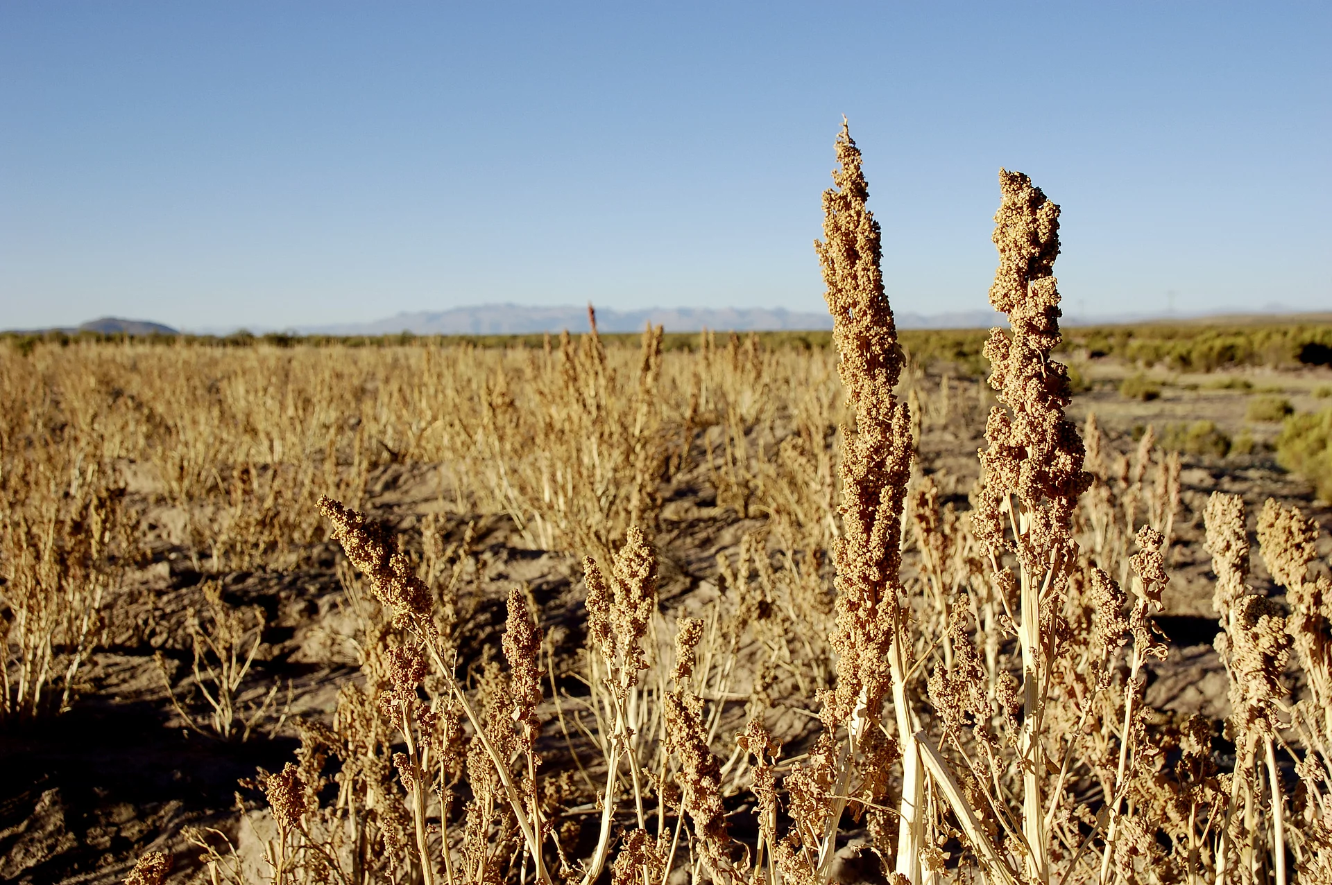 Quinoa-Pflanze im Hochland Südamerikas. Zwei Quinoa-Pflanzen wachsen im Hochland von Bolivien, Südamerika.