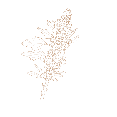 Gezeichnete Illustration einer Quinoapflanze