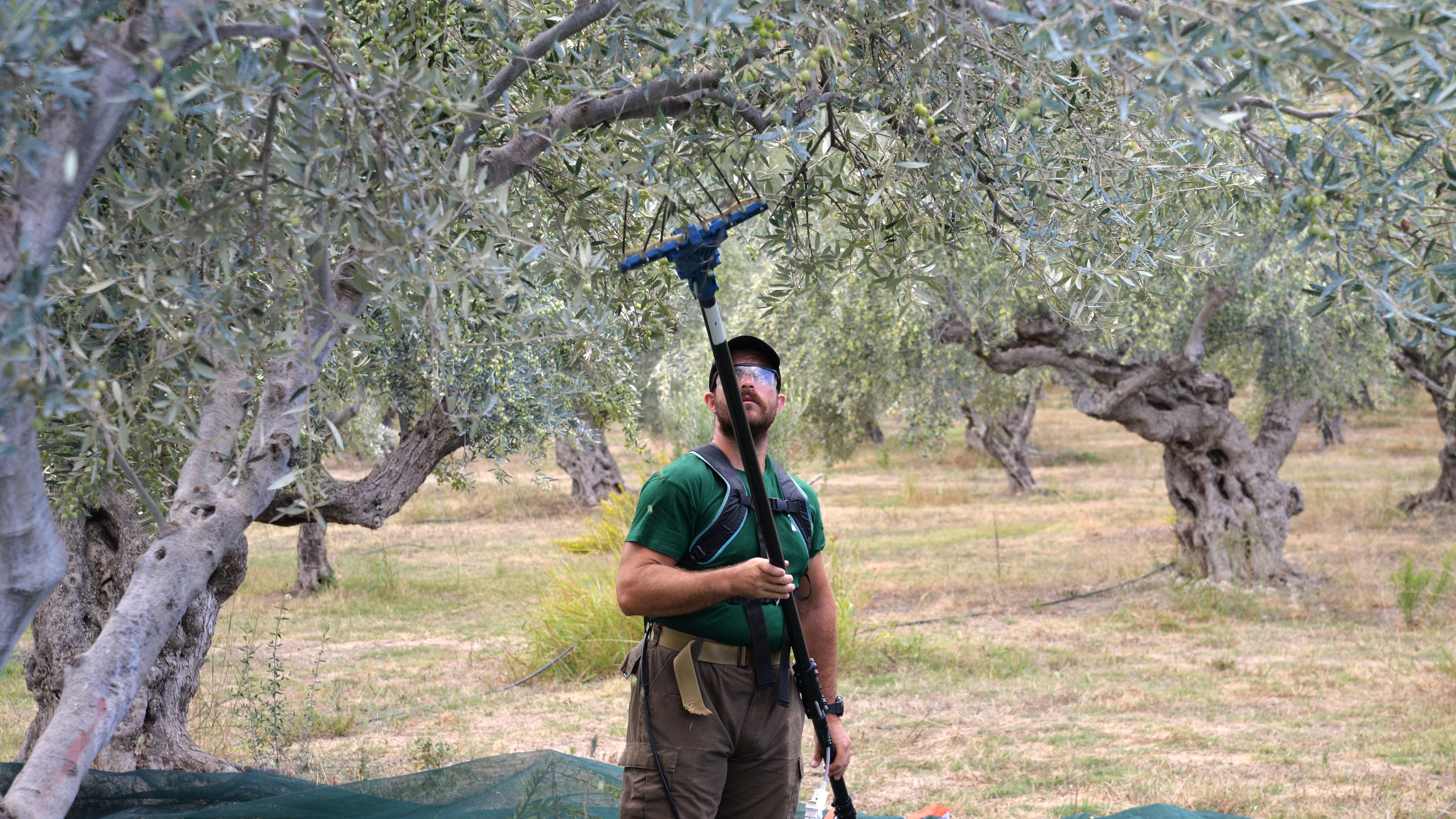 Mann erntet Oliven mit spezieller Harke vom Baum – sorgfältige, traditionelle Methode für Rapunzel Bio-Olivenöl.