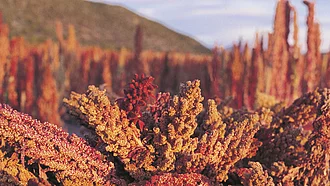 Rot blühende Quinoa-Pflanze in Großaufnahme.