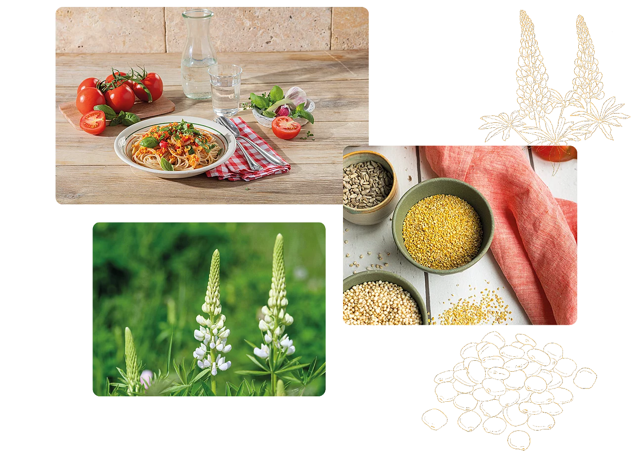 Lupinenschrot lässt sich vielseitig einsetzen und ist für die pflanzliche Küche bereichernd Collage von drei Fotos zur Süßlupine inkl. Pflanze, Rezept und Rohware