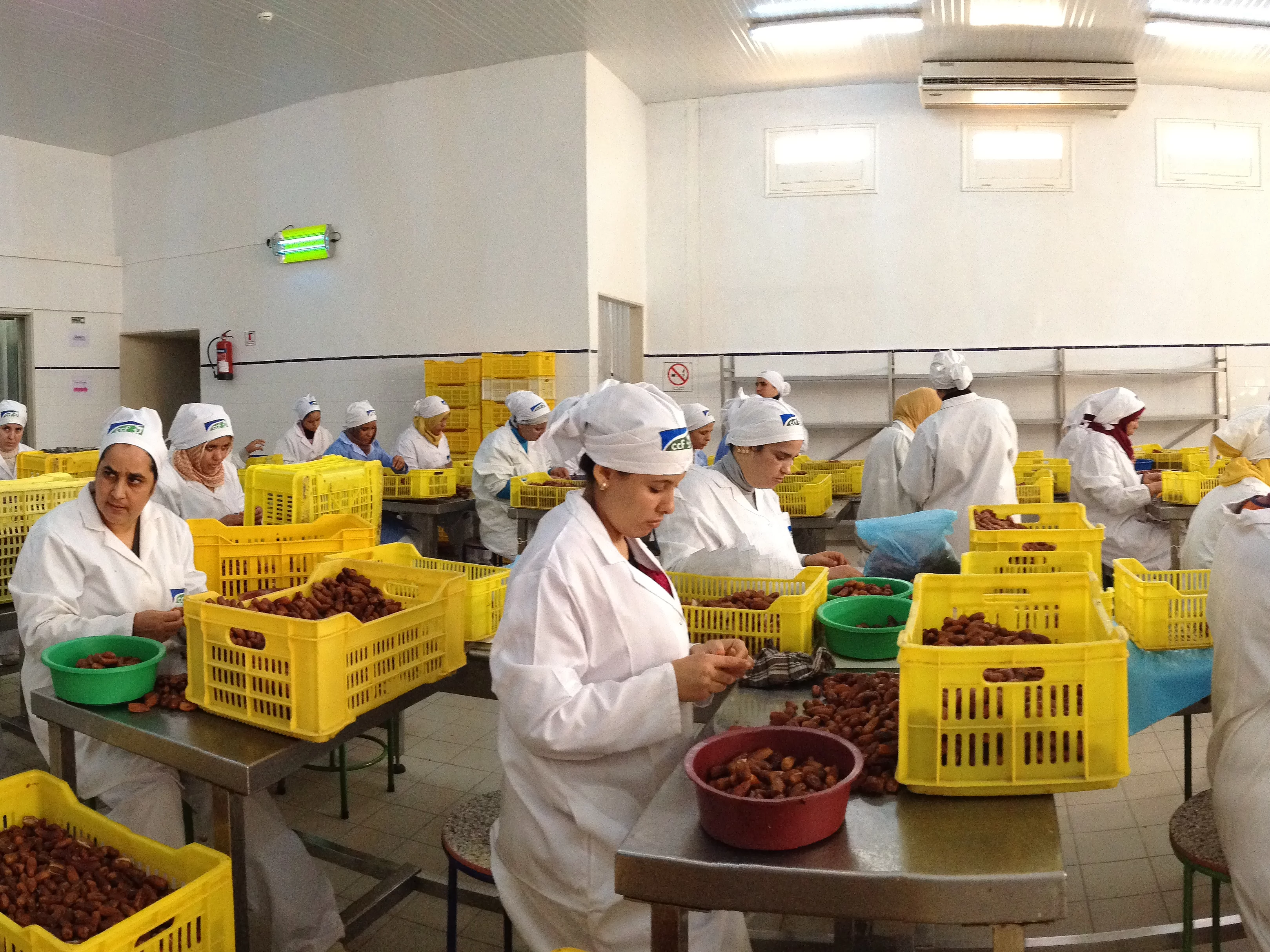 Frauen, die in der Verarbeitungshalle von CCF sitzen und die Datteln sortieren und weiterverarbeiten.