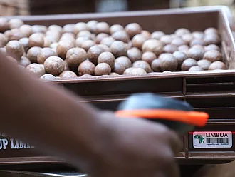 Eine Box mit Macadamia-Nüssen wird mit einem Handscanner gescannt. 