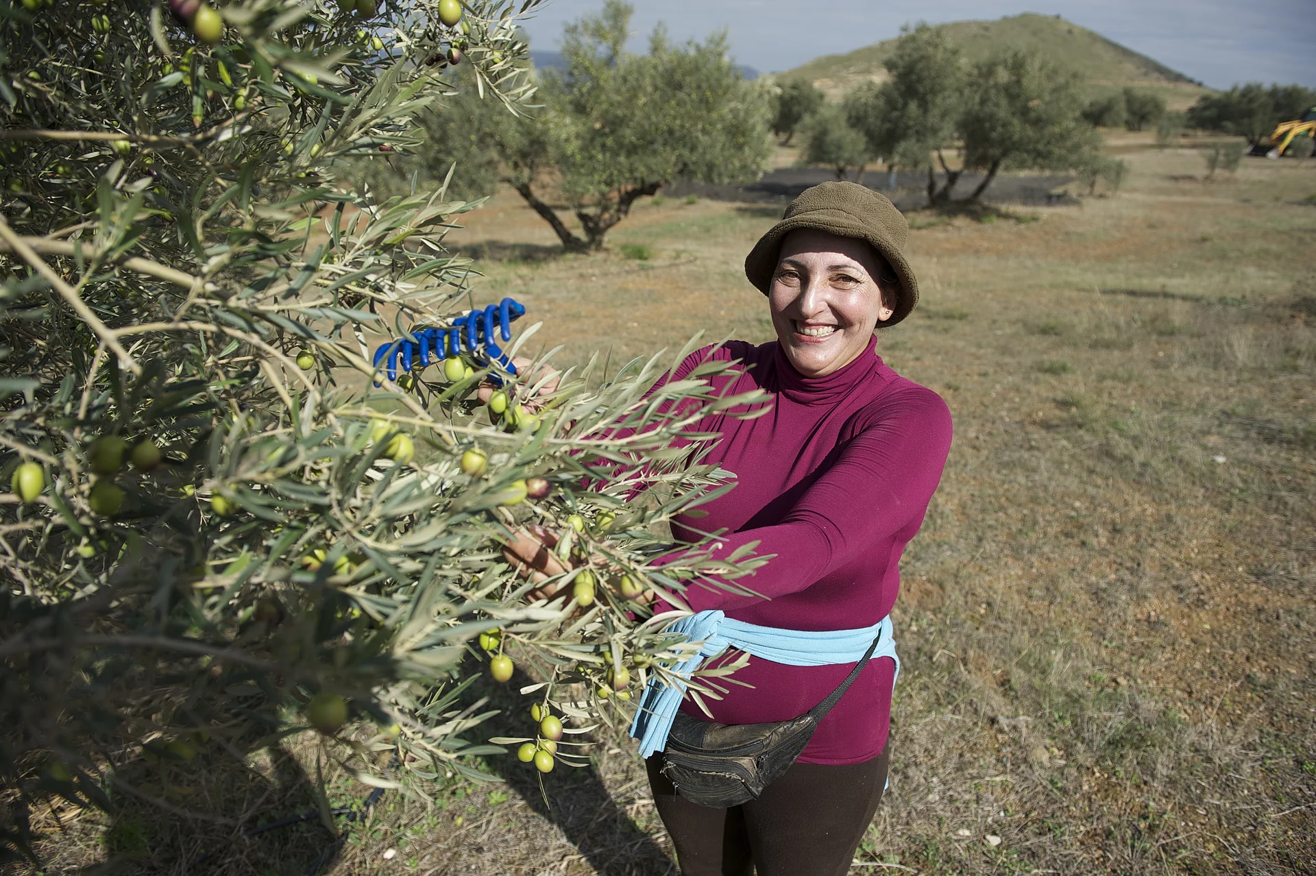 Mili bei der Olivenernte – Handarbeit im Olivenhain. Unsere Bäuerin Mili streicht mit einem Rechen reife Oliven von den Zweigen im Olivenhain – traditionelle Erntemethode.