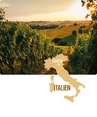 Leicht hügelige Landschaft der Provinz Modena mit Blick auf Weinreben, an welchen die Bio-Weintrauben wachsen. Im Hintergrund schöne Lichtstimmung. 