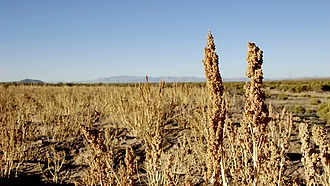 Zwei Quinoa-Pflanzen wachsen im Hochland von Bolivien, Südamerika.