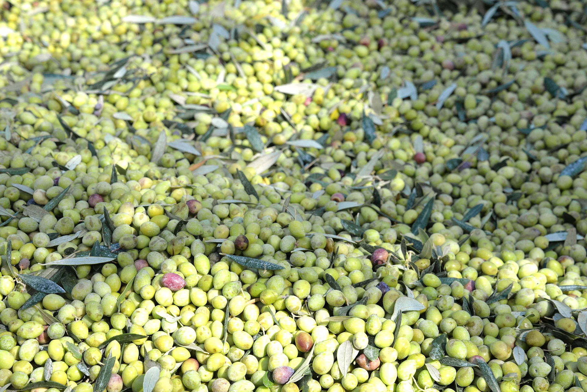 Frisch geerntete Oliven – Grundlage für Rapunzel Bio-Olivenöl. Frisch geerntete Oliven aus kontrolliert biologischem Anbau – Ausgangspunkt für Rapunzel Bio-Olivenöl.