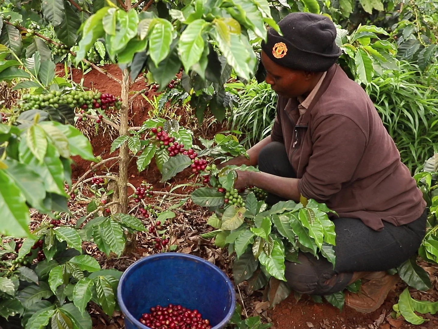 Eine kenianische Bäuerin, wie sie von Hand die roten Kaffeekirschen erntet. 