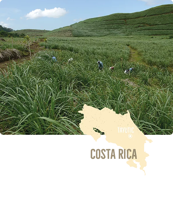Ein Zuckerrohrfeld in Tayutic, Costa Rica. Ein Zuckerrohrfeld in Costa Rica. Leicht darunter eine illustrierte Landkarte von Costa.