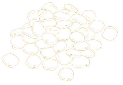 Gezeichnete Illustration eine der Samen einer Süßlupine