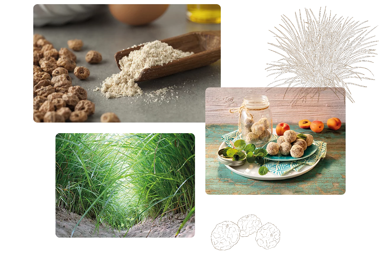 Drei Bilder zu Erdmandeln, von der Rohware über den Anbau bis zur Verwendung in einem Rezept