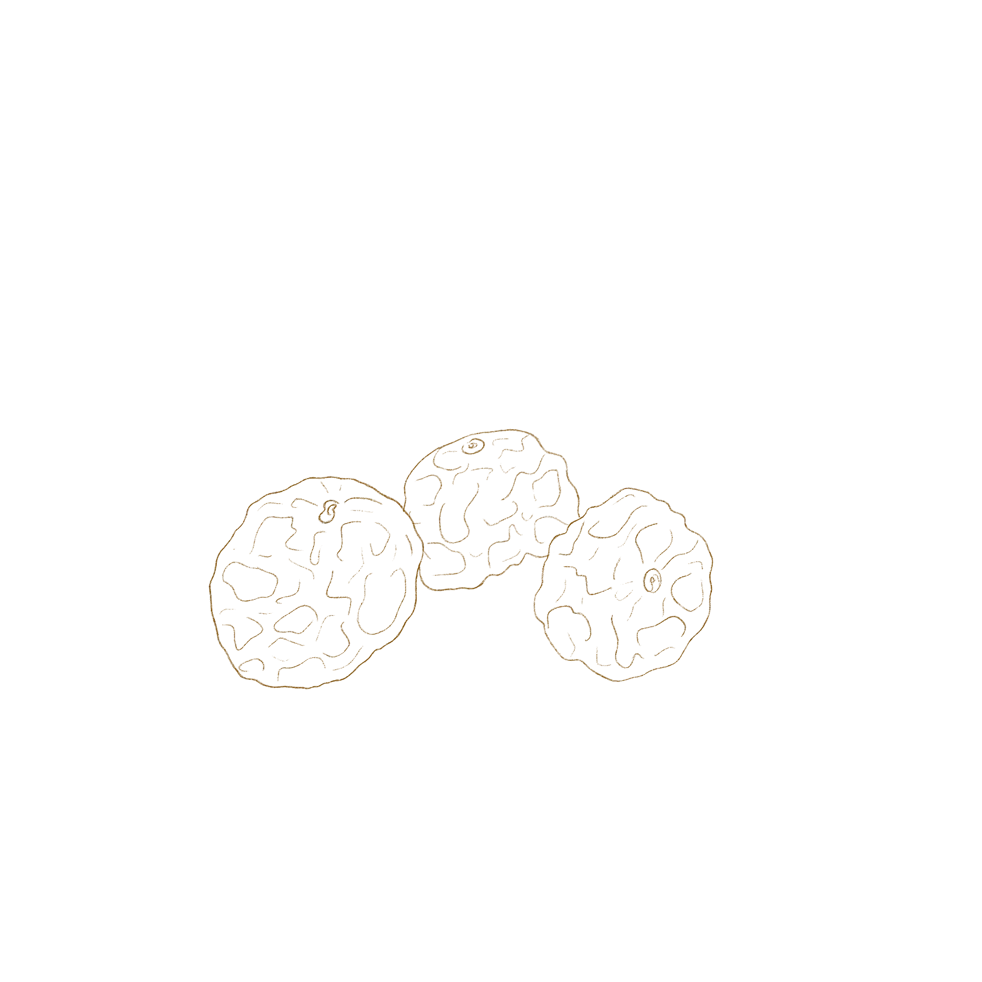 Illustration der Erdmandelknolle.