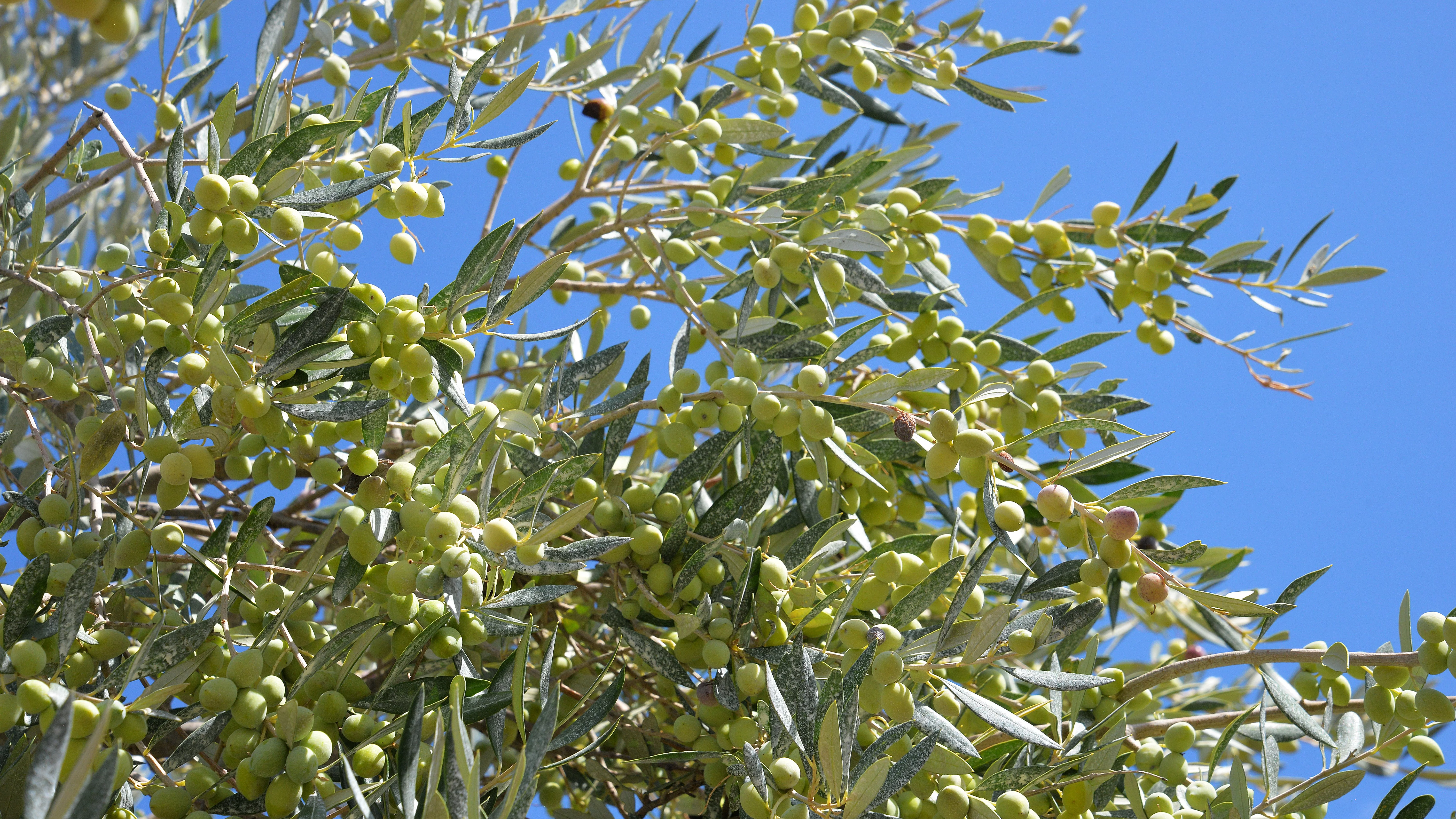 Frische Oliven hängen am Olivenbaum, im Hintergrund strahlend blauer Himmel – Grundlage für Rapunzel Bio-Olivenöl aus kontrolliert biologischem Anbau.