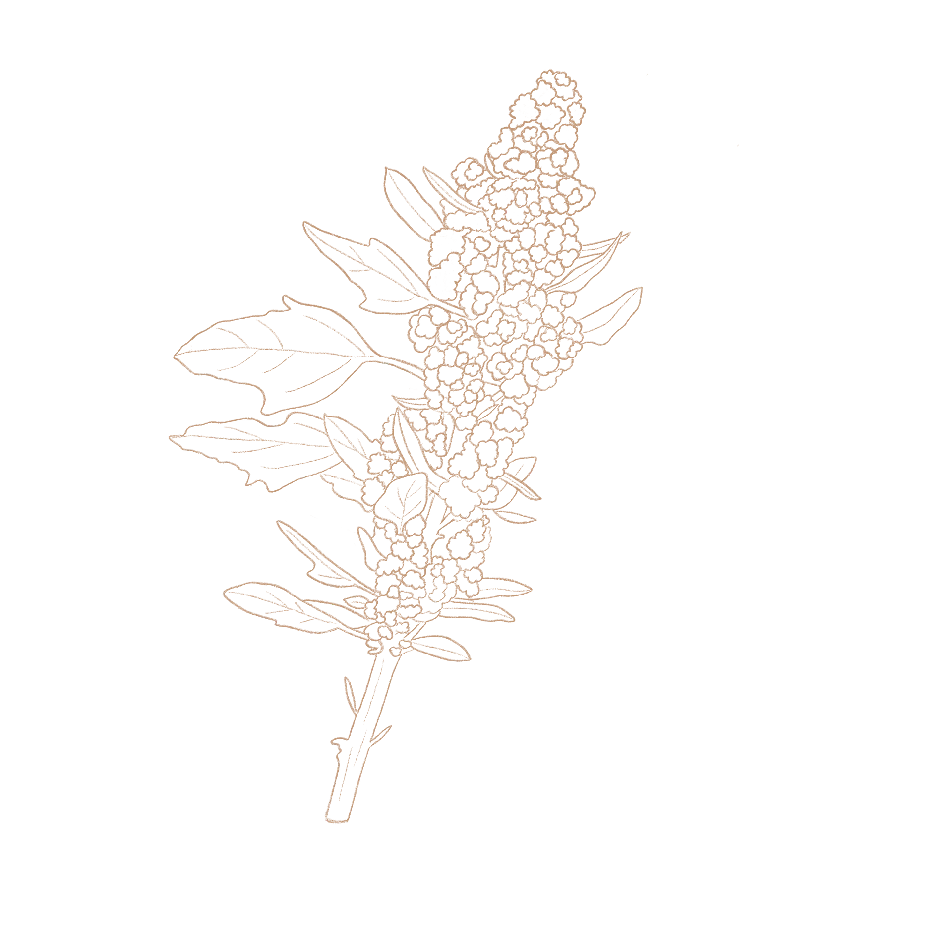 Quinoa zählt botanisch zu den Fuchsschwanzgewächsen. Gezeichnete Illustration einer Quinoapflanze