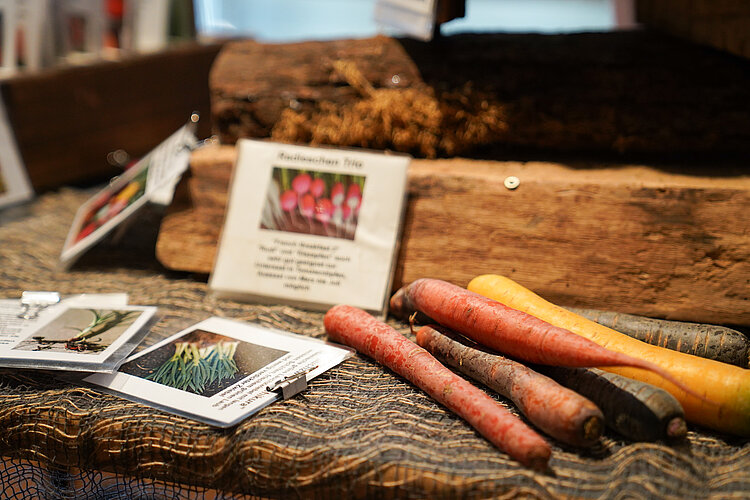 Alte Karottensorten ausgestellt auf einer hölzernen Unterlage mit Samentüten.