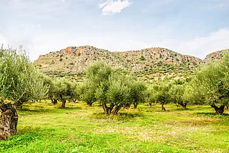 Olivenhaine auf Kreta Kretische Olivenhaine vor einer Bergkulisse – nachhaltiger Anbau für Rapunzel Olivenöl