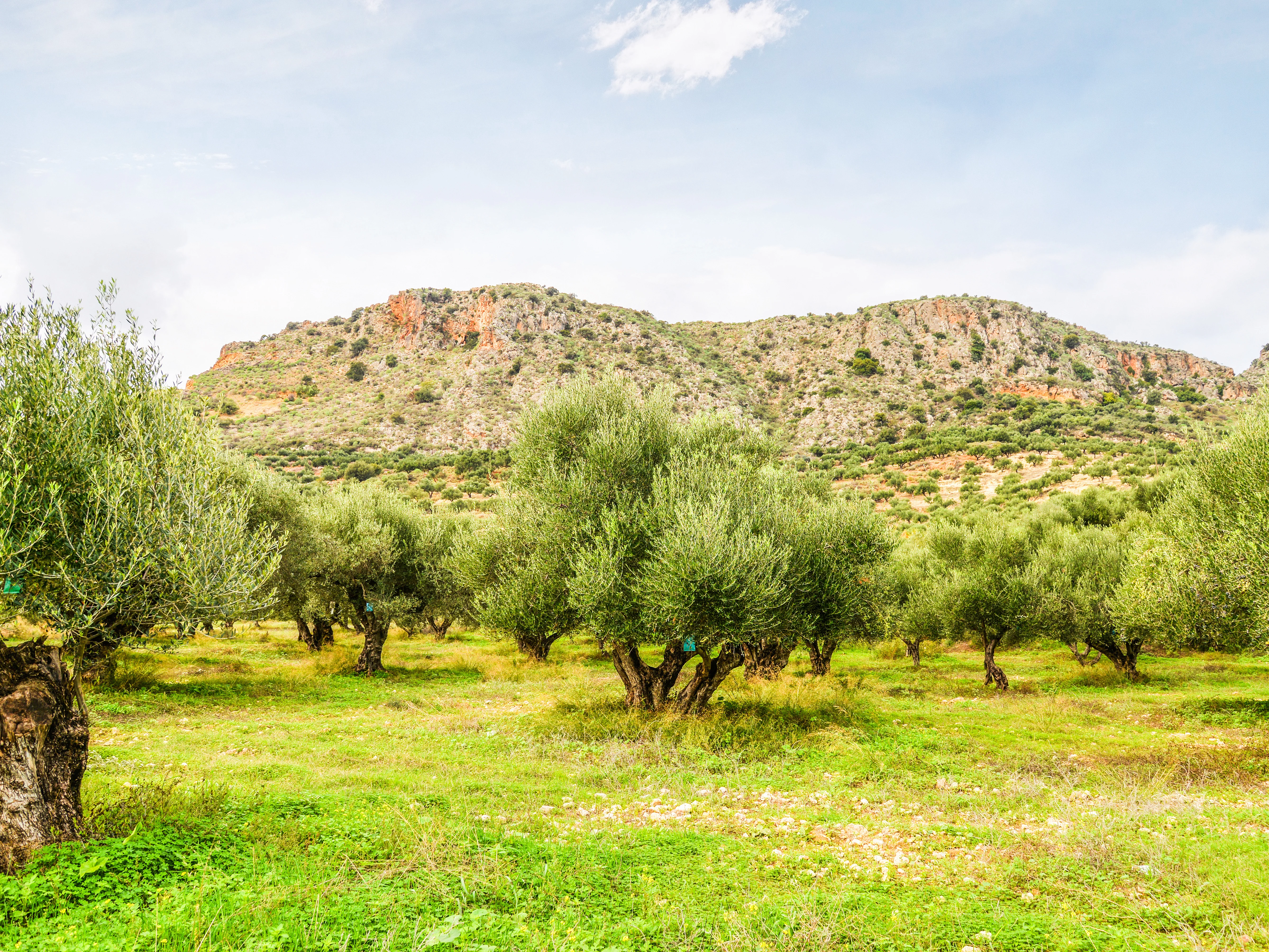 Kretische Olivenhaine vor einer Bergkulisse – nachhaltiger Anbau für Rapunzel Olivenöl